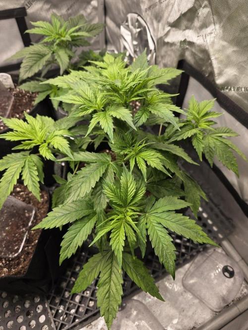 Pandora Auto - Paradise Seeds. Week 4 - Day 28