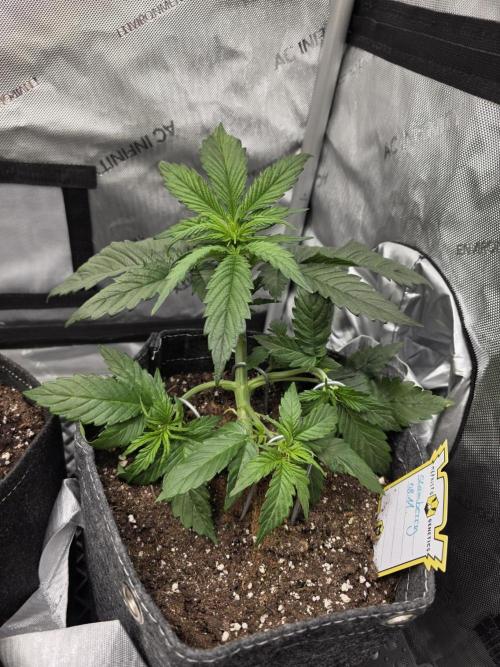 Slamberry - Speedrun Seeds. Week 4 - Day 25