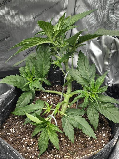 Slamberry - Speedrun Seeds. Week 4 - Day 26