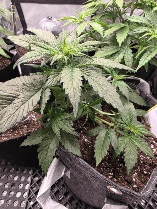 Slamberry - Speedrun Seeds. Week 4 - Day 27