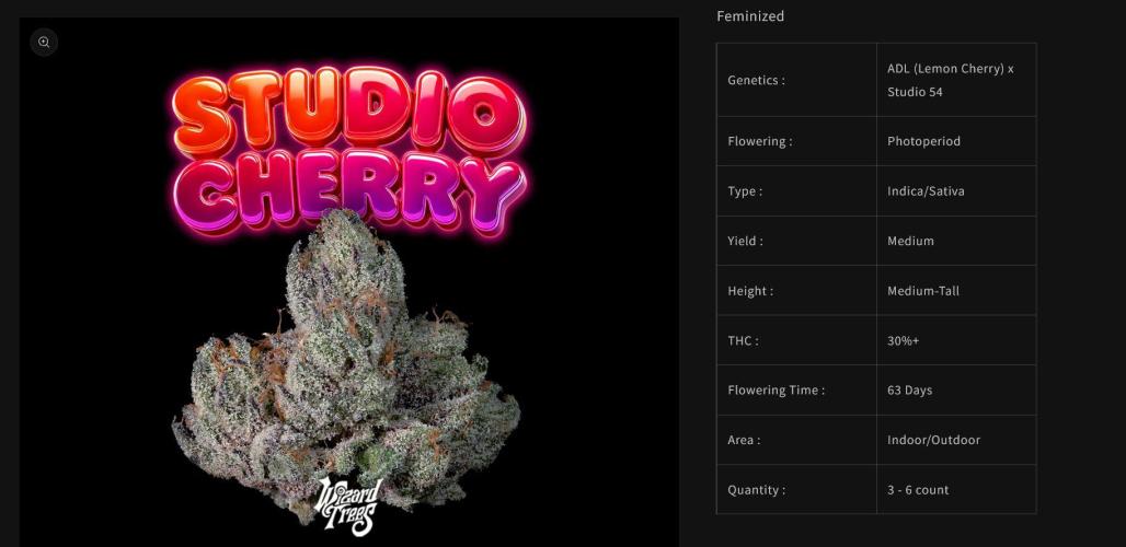 Wizard Trees - Studio Cherry. Week 0