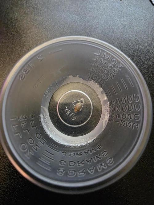 Wizard Trees - Studio Cherry. Week 0