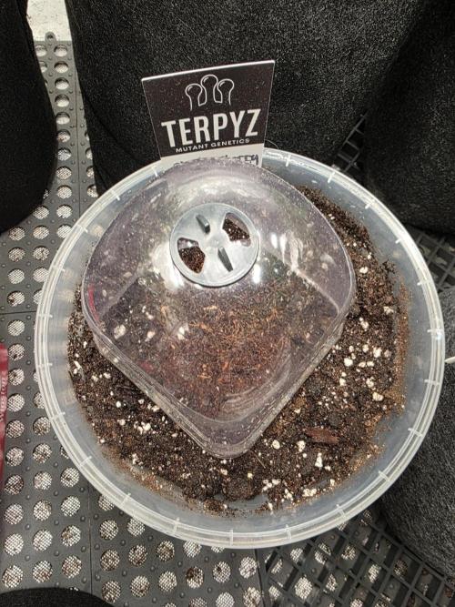 Wizard Trees - Studio Cherry. Week 0