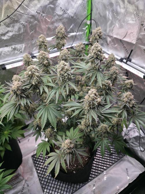 Double Stuffed Sorbet. Week 15 - Day 100 (68 on 12/12)