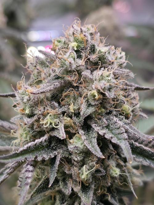 Double Stuffed Sorbet. Week 15 - Day 100