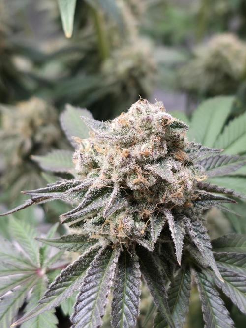 Double Stuffed Sorbet. Week 15 - Day 100