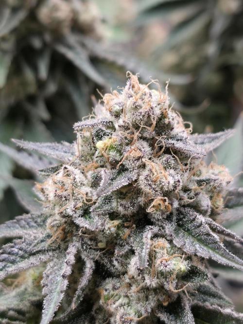 Double Stuffed Sorbet. Week 15 - Day 100