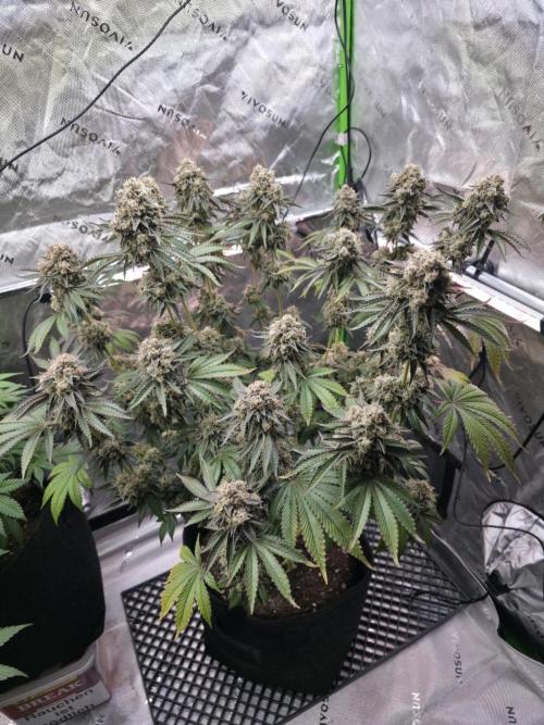 Double Stuffed Sorbet. Week 15 - Day 103