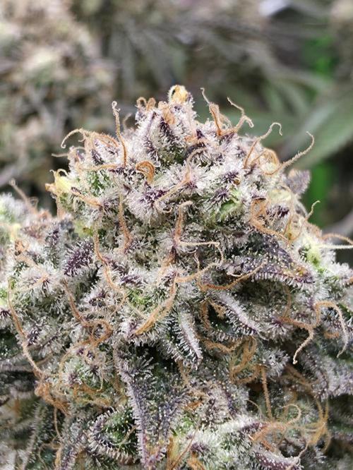 Double Stuffed Sorbet. Week 15 - Day 103