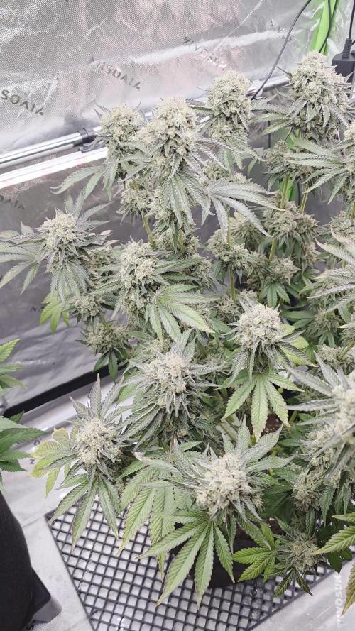 Double Stuffed Sorbet