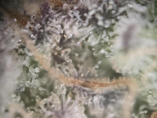 Double Stuffed Sorbet. Week 15 - Sidebud