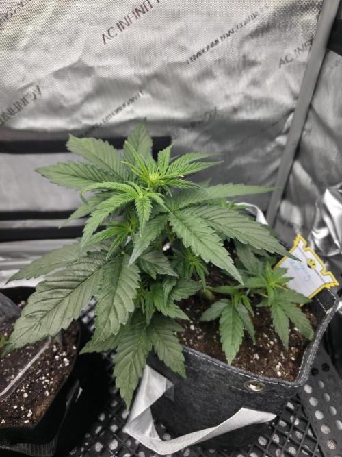 Slamberry - Speedrun Seeds. Week 4 - Day 28