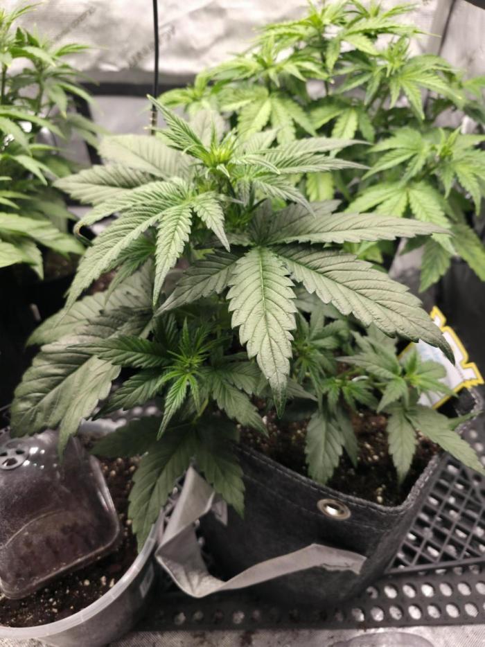 Slamberry - Speedrun Seeds. Week 5 - Day 29