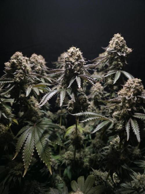 Double Stuffed Sorbet. Week 16 - Day 105