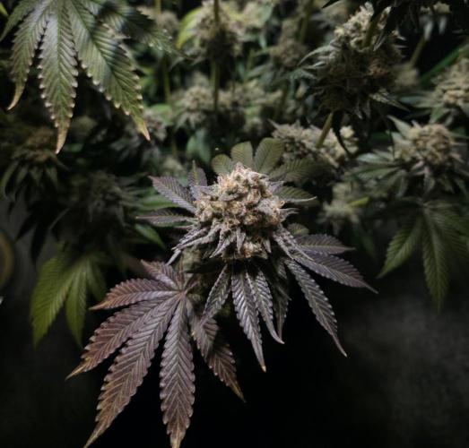 Double Stuffed Sorbet. Week 16 - Day 105