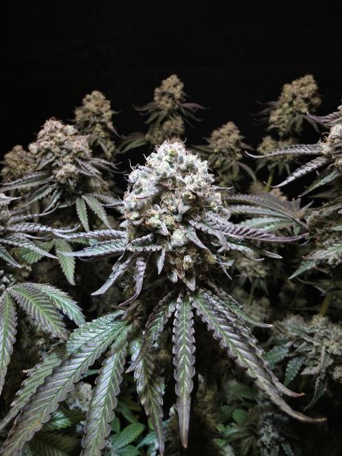 Double Stuffed Sorbet. Week 16 - Day 105