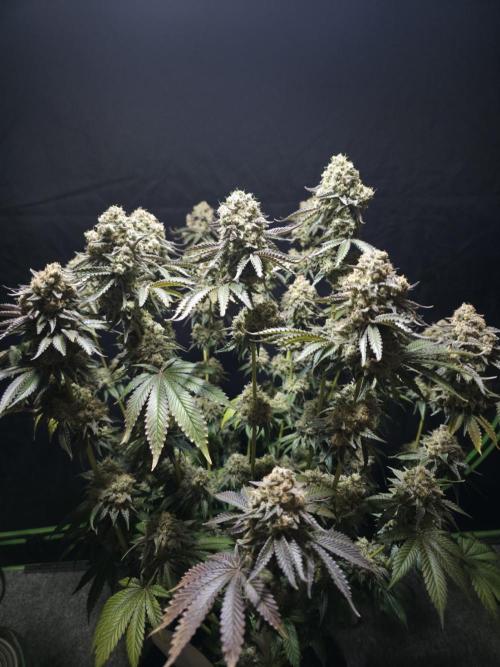 Double Stuffed Sorbet. Week 16