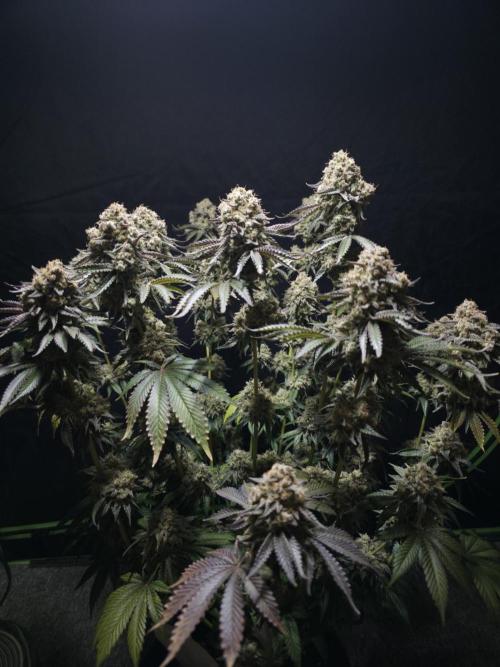 Double Stuffed Sorbet. Week 16 - Day 105