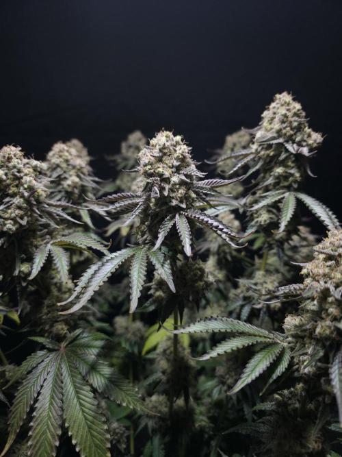 Double Stuffed Sorbet. Week 16 - Day 105