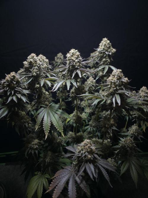 Double Stuffed Sorbet. Week 16 - Day 105