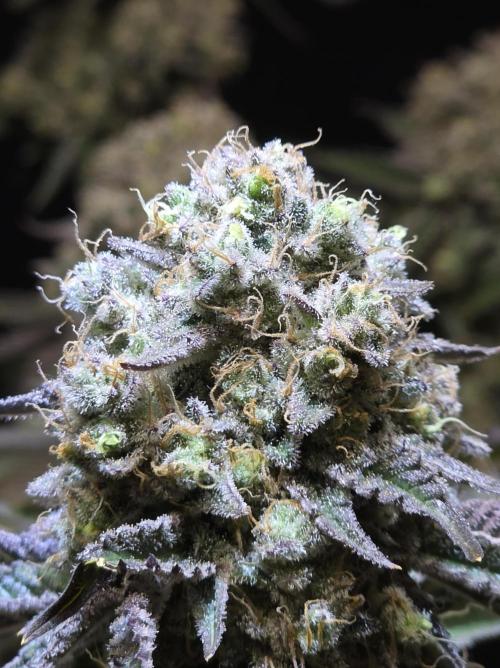 Double Stuffed Sorbet. Week 16 - Day 105