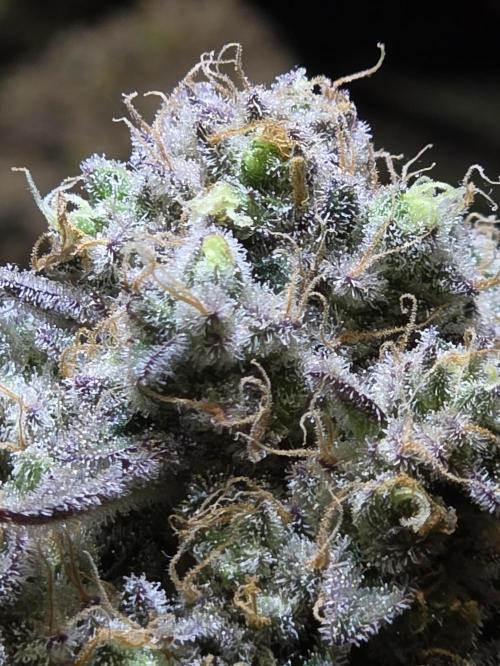 Double Stuffed Sorbet. Week 16