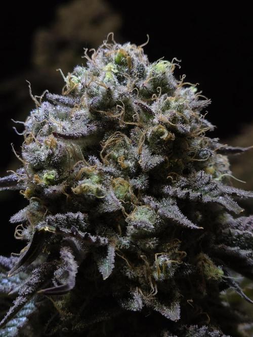 Double Stuffed Sorbet. Week 16 - Day 105