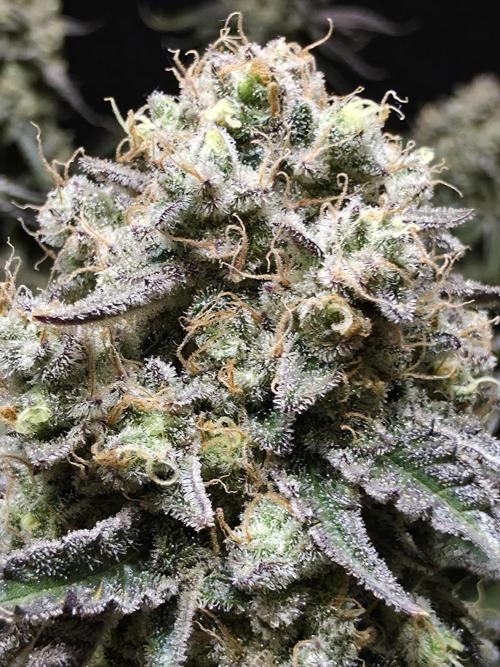 Double Stuffed Sorbet. Week 16 - Day 105