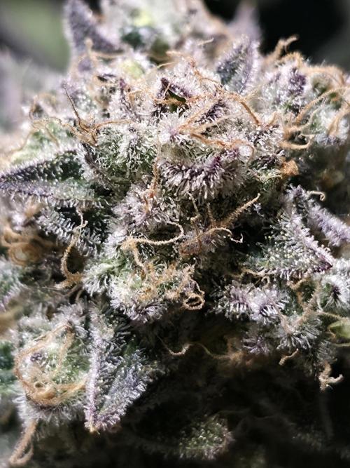 Double Stuffed Sorbet. Week 16 - Day 105