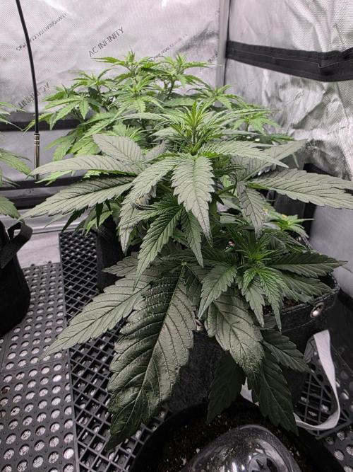 Slamberry - Speedrun Seeds. Week 5 - Day 30