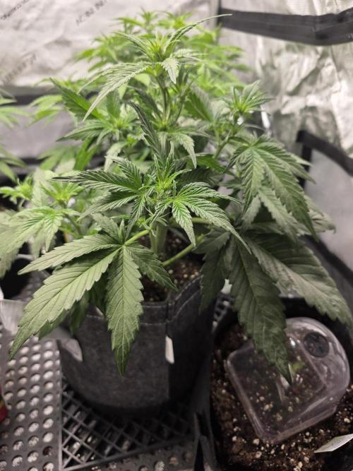 Slamberry - Speedrun Seeds. Week 5 - Day 31