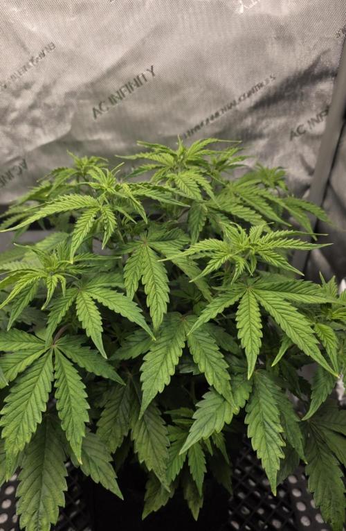 Pandora Auto - Paradise Seeds. Week 6 - Day 36