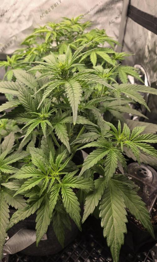 Slamberry - Speedrun Seeds. Week 5 - Day 32