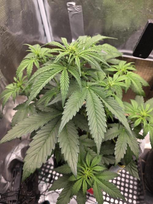 Slamberry - Speedrun Seeds. Week 5 - Day 33