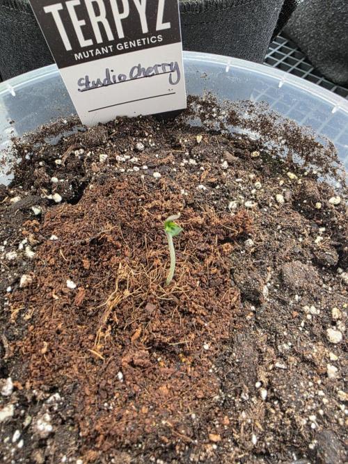 Wizard Trees - Studio Cherry. Week 1 - Day 1