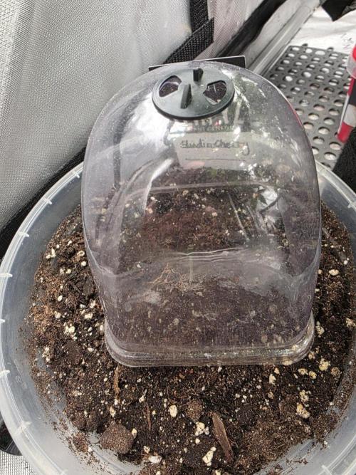 Wizard Trees - Studio Cherry. Week 1 - Day 1