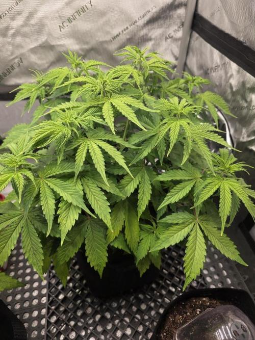 Pandora Auto - Paradise Seeds. Week 6 - Day 37