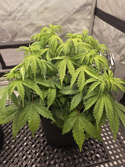 Pandora Auto - Paradise Seeds. Week 6 - Day 38