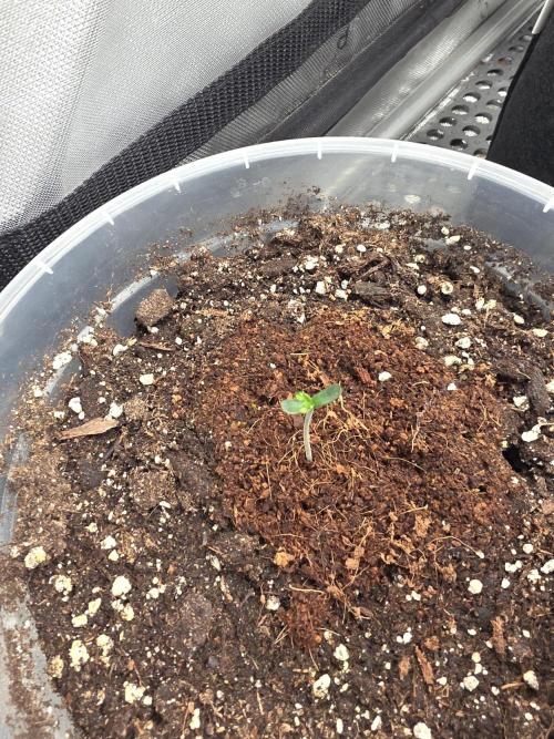 Wizard Trees - Studio Cherry. Week 1 - Day 2