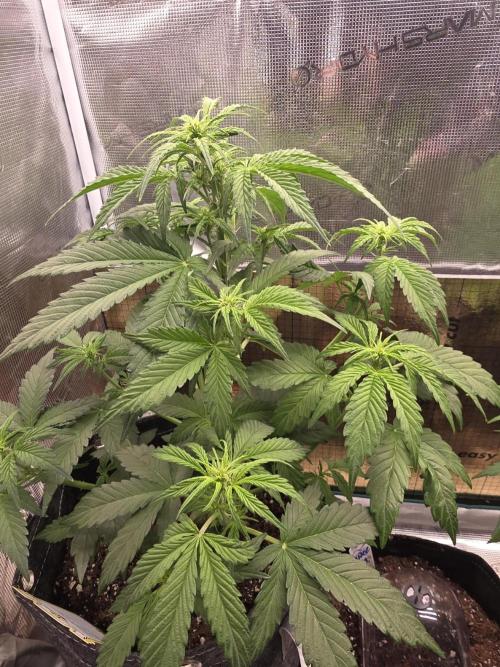 Slamberry - Speedrun Seeds. Week 5 - Day 34