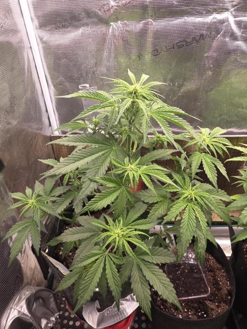 Slamberry - Speedrun Seeds. Week 5 - Day 35