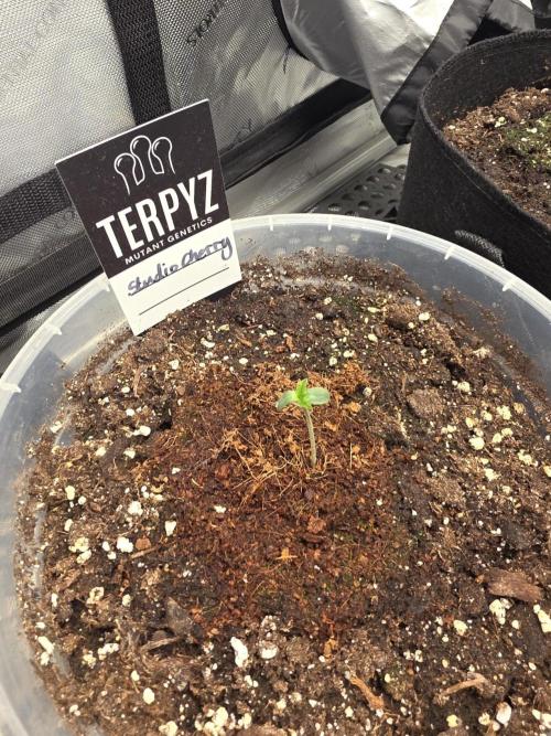 Wizard Trees - Studio Cherry. Week 1 - Day 3