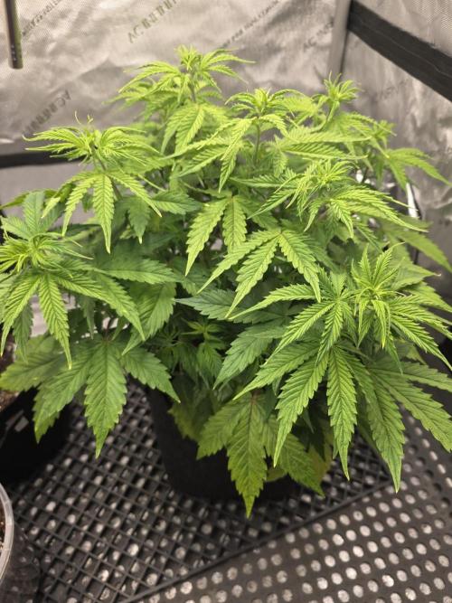 Pandora Auto - Paradise Seeds. Week 6 - Day 39