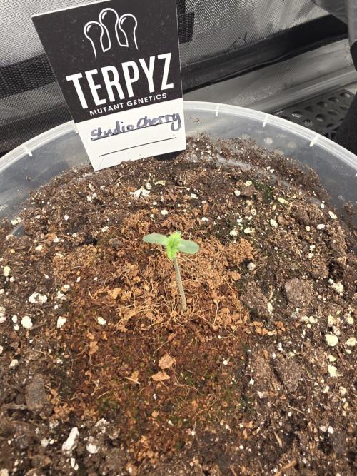 Wizard Trees - Studio Cherry. Week 1 - Day 4