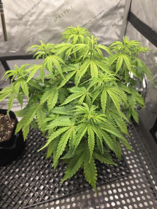 Pandora Auto - Paradise Seeds. Week 6 - Day 40