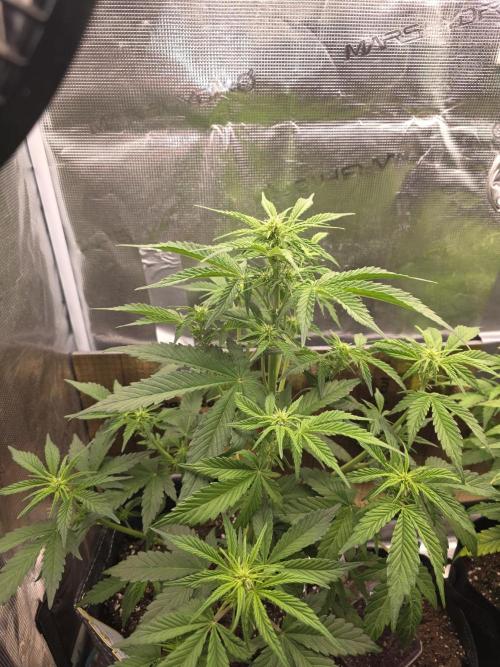 Slamberry - Speedrun Seeds. Week 6 - Day 36