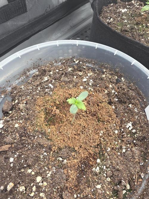 Wizard Trees - Studio Cherry. Week 1 - Day 5