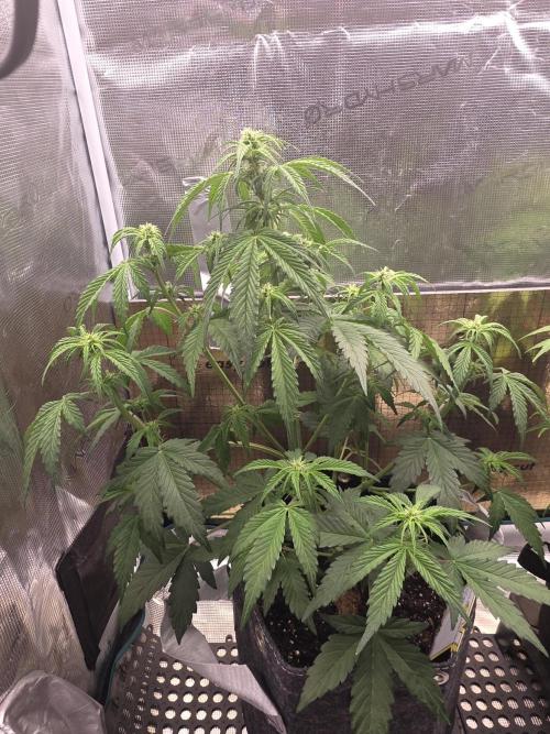 Slamberry - Speedrun Seeds. Week 6 - Day 37