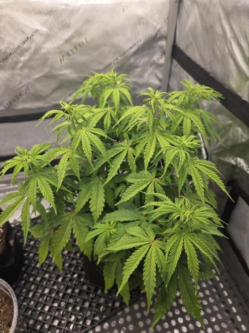 Pandora Auto - Paradise Seeds. Week 6 - Day 41