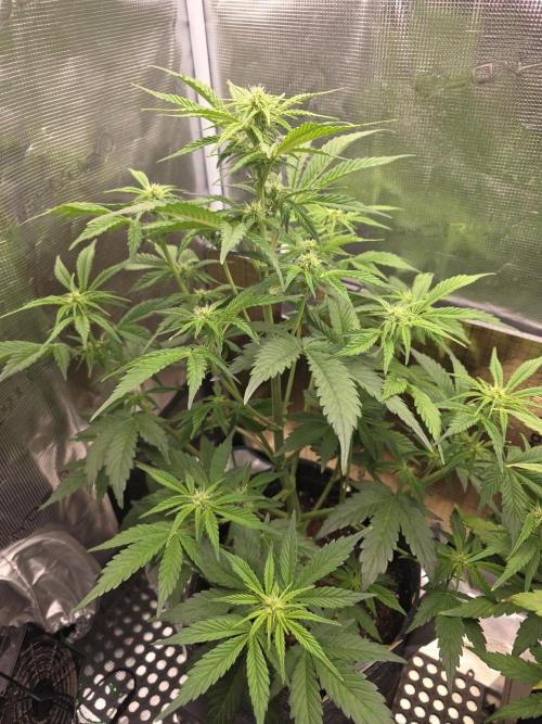 Slamberry - Speedrun Seeds. Week 6 - Day 38